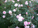 Home&Garden