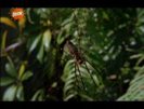 vlcsnap-00223