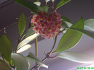 Hoya davidcummingi 2