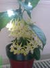 Hoya multiflora 3
