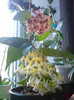 Hoya multiflora si davidcummingi
