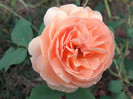2012-09-20_17-47-25_249 (1)