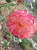 2012-09-20_17-47-02_350 (1)