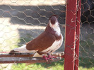 mascul 2010