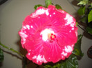 Hibiscus Rebels Rouser