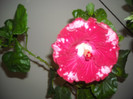 Hibiscus Rebels Rouser