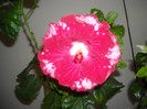 Hibiscus Rebels Rouser