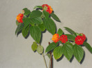 LANTANA