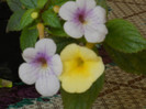 ACHIMENES