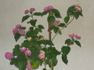 LANTANA