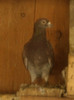 DSC02603
