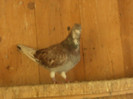 UNGURU