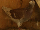 YUGOSLAVA