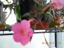 de la dianadia