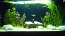 acvariu biotop asiatic