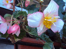 DSC00703