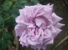 lugdunum