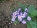 flori 2012 1219