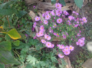 flori 2012 1221