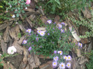 flori 2012 1222