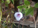 flori 2012 1230