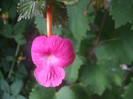 flori 2012 1231