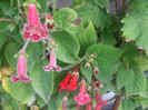 flori 2012 1215