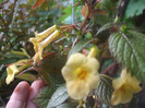 flori 2012 1213