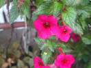 flori 2012 1212