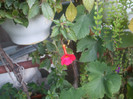 flori 2012 1210