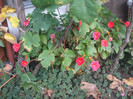 flori 2012 1208