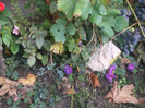 flori 2012 1209