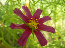 Cosmos bipinnatus (2012, Sep.24)