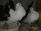 pereche voltati 15.09.2012