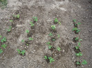plantate in 19.09.2012
