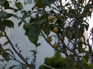 HPIM0466