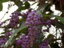 Hardenbergia violacea 'Happy Wanderer' - Purple Vine Lilac