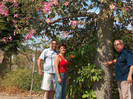 The silk floss tree (Ceiba speciosa, formerly Chorisia speciosa), is a species of deciduous tree nat
