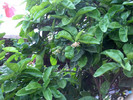 HPIM2698