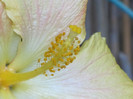 IMG_0885