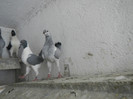 DSCN8220