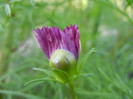 Cosmos bipinnatus (2012, Sep.25)