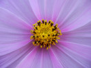 Cosmos bipinnatus (2012, Sep.25)