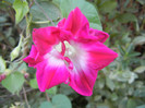 Double Pink Morning Glory (2012, Sep.22)