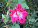 Double Pink Morning Glory (2012, Sep.23)