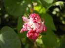 Double Pink Morning Glory (2012, Sep.24)