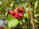 Double Pink Morning Glory (2012, Sep.25)