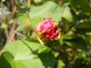 Double Pink Morning Glory (2012, Sep.25)