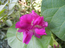 Double Pink Morning Glory (2012, Sep.25)