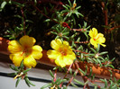 P1160285